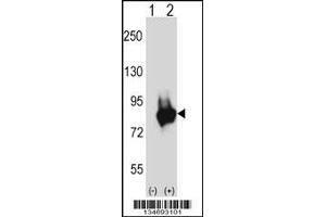 Western blot analysis of Prkd3 using rabbit polyclonal Mouse Prkd3 Antibody using 293 cell lysates (2 ug/lane) either nontransfected (Lane 1) or transiently transfected (Lane 2) with the Prkd3 gene. (PRKD3 Antikörper  (N-Term))