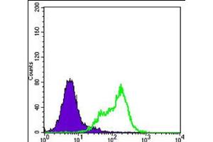 Flow cytometric analysis of HeLa cells using THAP11 monoclonal antobody, clone 3F3  (green) and negative control (purple).