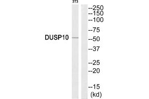 Western Blotting (WB) image for anti-Dual Specificity Phosphatase 10 (DUSP10) (C-Term) antibody (ABIN1852537) (DUSP10 Antikörper  (C-Term))