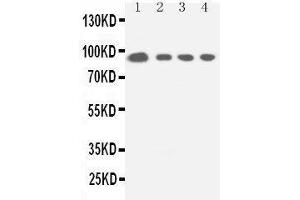Anti-STAT5a antibody, Western blotting Lane 1: HELA Cell Lysate Lane 2: COLO320 Cell Lysate Lane 3: JURKAT Cell Lysate Lane 4: CEM Cell Lysate (STAT5A Antikörper  (C-Term))