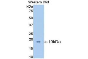 Western Blotting (WB) image for anti-Interleukin 7 (IL7) (AA 26-154) antibody (ABIN3208142) (IL-7 Antikörper  (AA 26-154))