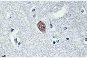 Immunohistochemistry (IHC) analyzes of Dok-6 pAb in paraffin-embedded human brain tissue. (DOK6 Antikörper)