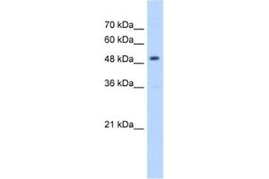 Western Blotting (WB) image for anti-3-Hydroxy-3-Methylglutaryl-CoA Synthase 2 (Mitochondrial) (HMGCS2) antibody (ABIN2462431)