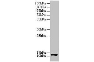 Western blot All lanes: COX6A1 antibody at 2 μg/mL + EC109 whole cell lysate Secondary Goat polyclonal to rabbit IgG at 1/15000 dilution Predicted band size: 13 kDa Observed band size: 13 kDa (COX6A1 Antikörper  (AA 25-109))