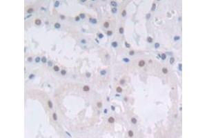 IHC-P analysis of Human Tissue, with DAB staining. (H2AFX Antikörper  (AA 2-143))