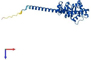 RPL7 Protein (AA 1-248) (His tag)