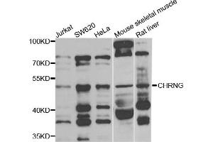 Western blot analysis of extracts of various cell lines, using CHRNG antibody (ABIN5975218) at 1/1000 dilution.