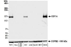 Western Blotting (WB) image for anti-Integrin, alpha X (Complement Component 3 Receptor 4 Subunit) (ITGAX) (AA 112-355) antibody (ABIN7449422)