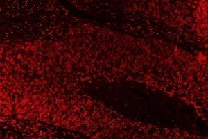 IF analysis of SAE1 using anti-SAE1 antibody (ABIN7601346). (SAE1 Antikörper  (AA 33-299))