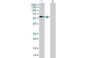 Western Blot analysis of FAM98A expression in transfected 293T cell line by FAM98A MaxPab polyclonal antibody. (FAM98A Antikörper  (AA 1-518))