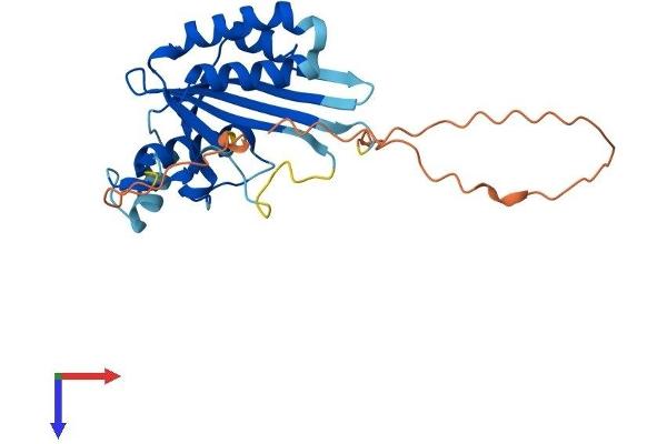 MAF1 Protein (AA 1-256) (His tag)
