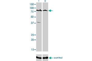 Western Blotting (WB) image for anti-Calcium Responsive Transcription Factor (CARF) (AA 621-719) antibody (ABIN599306) (Calcium Responsive Transcription Factor (CARF) (AA 621-719) Antikörper)