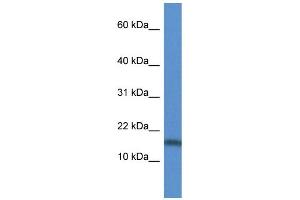 Western Blotting (WB) image for anti-Tumor Necrosis Factor (Ligand) Superfamily, Member 13 (TNFSF13) (Middle Region) antibody (ABIN2788639)