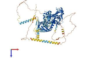 ABCF1 Protein (AA 1-845) (His tag)