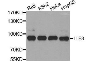 Western blot analysis of extracts of various cell lines, using ILF3 antibody. (Interleukin enhancer-binding factor 3 (ILF3) (AA 1-270) Antikörper)