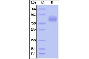 SDS-PAGE (SDS) image for Signal-Regulatory Protein alpha (SIRPA) (AA 31-370) (Active) protein (His tag,AVI tag,Biotin) (ABIN6731335)