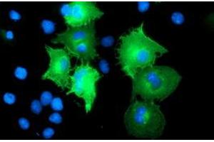 Anti-CCM2 mouse monoclonal antibody (ABIN2454945) immunofluorescent staining of COS7 cells transiently transfected by pCMV6-ENTRY CCM2 (RC201418). (CCM2 Antikörper)