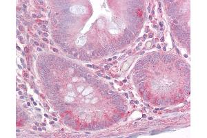 Anti-TLR1 antibody IHC of human small intestine. (TLR1 Antikörper  (AA 400-450))