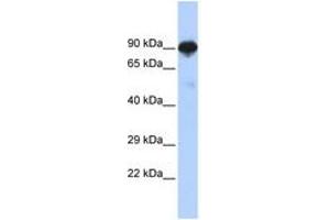 Image no. 1 for anti-Regulatory Factor X 4 (RFX4) (AA 144-193) antibody (ABIN6742521)