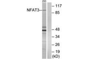 Western blot analysis of extracts from 293 cells, using NFAT3 (Ab-676) Antibody. (NFATC4 Antikörper  (AA 642-691))