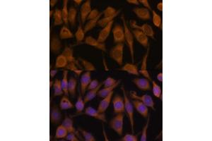 Immunofluorescence (IF) image for anti-Ubiquilin 2 (UBQLN2) (AA 1-150) antibody (ABIN6149859)