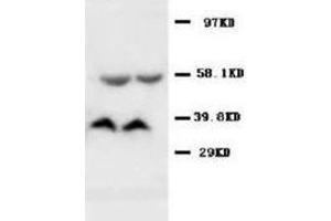 Western blot analysis of rat kidney tissue lysis using SAMDC antibody (AMD1 Antikörper  (C-Term))