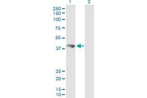 Western Blot analysis of HOMER3 expression in transfected 293T cell line by HOMER3 MaxPab polyclonal antibody. (HOMER3 Antikörper  (AA 1-361))