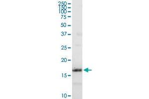 IFITM3 MaxPab rabbit polyclonal antibody. (IFITM3 Antikörper  (AA 1-133))