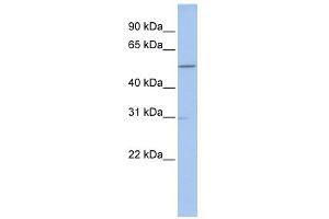 Western Blotting (WB) image for anti-Guanine Nucleotide Binding Protein, alpha Stimulating, Olfactory Type (GNAL) (C-Term) antibody (ABIN2774080)