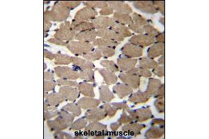 MGAT4C Antibody (C-term) (ABIN656550 and ABIN2845812) immunohistochemistry analysis in formalin fixed and paraffin embedded human skeletal muscle followed by peroxidase conjugation of the secondary antibody and DAB staining. (MGAT4C Antikörper  (C-Term))