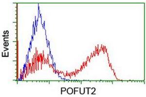 Image no. 1 for anti-Protein O-Fucosyltransferase 2 (POFUT2) antibody (ABIN1500324)