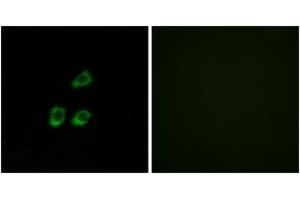 Immunofluorescence (IF) image for anti-Chloride Channel 4 (CLCN4) (AA 221-270) antibody (ABIN2890212) (CLCN4 Antikörper  (AA 221-270))