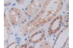 Detection of TNFSF9 in Human Kidney Tissue using Polyclonal Antibody to Tumor Necrosis Factor Ligand Superfamily, Member 9 (TNFSF9) (TNFSF9 Antikörper  (AA 42-253))