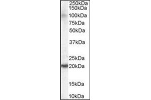 Antibody staining (0. (ARL6IP5 Antikörper  (C-Term))