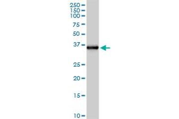 Ficolin 2 Antikörper  (AA 1-313)