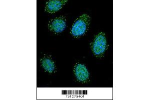 Confocal immunofluorescent analysis of DTNA Antibody with 293 cell followed by Alexa Fluor 488-conjugated goat anti-rabbit lgG (green).