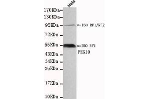 Western blot detection of PEG10 in Hela cell lysates using PEG10 mouse mAb (1:1000 diluted). (PEG10 Antikörper)