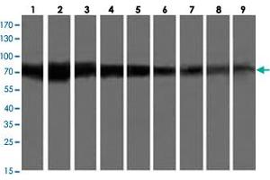 Western Blot analysis of Lane 1: HepG2 (human), Lane 2: HeLa (human), Lane 3: SVT2 (mouse), Lane 4: A549 (human), Lane 5: COS7 (monkey), Lane 6: Jurkat (human), Lane 7: MDCK (dog), Lane 8: PC12 (rat) and Lane 9: MCF7 (human) (35 ug/lane) with GLB1 monoclonal antibody, clone 10B2 .