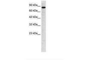 Image no. 2 for anti-Ubiquitin-Like with PHD and Ring Finger Domains 2, E3 Ubiquitin Protein Ligase (UHRF2) (AA 186-235) antibody (ABIN6735923)