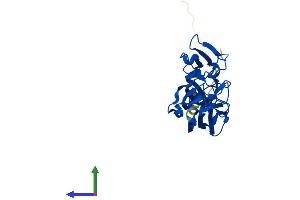 AlphaFold protein structure predicition of Mouse Recombinant Fam78a Protein, UniprotID Q8C552