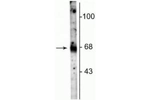 Western blot of rat hippocampal lysate showing specific immunolabeling of the ~67 kDa GAT-1 protein. (SLC6A1 Antikörper  (C-Term))