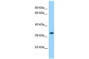 Host: Rabbit Target Name: OR3A1 Sample Type: ACHN Whole cell lysates Antibody Dilution: 1. (OR3A1 Antikörper  (C-Term))
