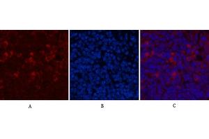 Immunofluorescence analysis of mouse spleen tissue. (CD68 Antikörper)