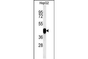 Western blot analysis in HepG2 cell line lysates (15ug/lane). (PON2 Antikörper  (AA 74-101))