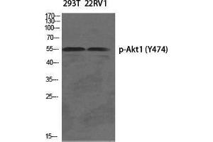 Western Blot (WB) analysis of specific cells using Phospho-Akt1 (Y474) Polyclonal Antibody.