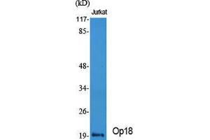 Western Blot (WB) analysis of specific cells using Op18 Polyclonal Antibody. (Stathmin 1 Antikörper  (Ser732))