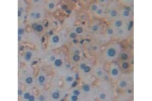 IHC-P analysis of Mouse Tissue, with DAB staining. (SERPINA12 Antikörper  (AA 71-148))