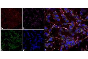 Immunocytochemistry/Immunofluorescence analysis using Mouse Anti-HCN2 Monoclonal Antibody, Clone S71-37 (ABIN2481387). (HCN2 Antikörper  (AA 761-863) (FITC))