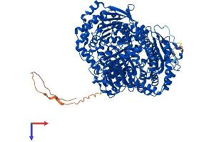 IDE Protein (AA 1-1019) (His tag)