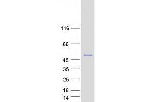 Validation with Western Blot (Apoptosis Inhibitor 5 Protein (API5) (Transcript Variant 3) (Myc-DYKDDDDK Tag))